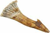 Fossil Sawfish (Onchopristis) Rostral Barb - Morocco #236121-1